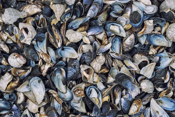 Muscheln Vielfalt am Strand — Stockfoto