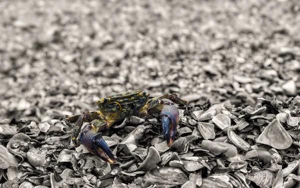 Neugierige Krabben — Stockfoto