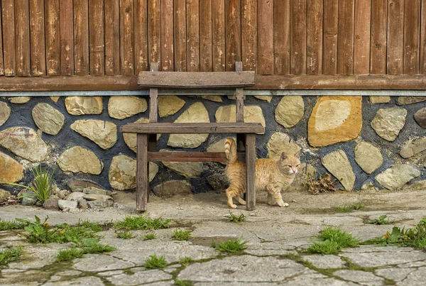 Gato escondido sob uma cadeira de madeira — Fotografia de Stock