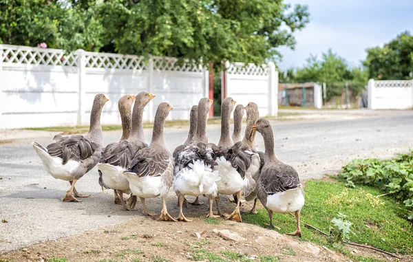 Enojada bandada de gees en medio de la carretera — Foto de Stock