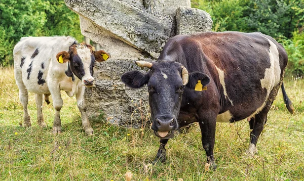 गाय जीभ दर्शविते — स्टॉक फोटो, इमेज