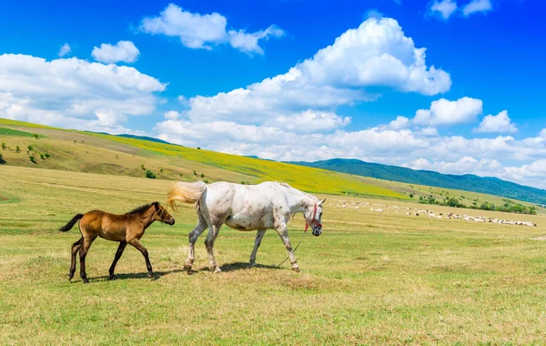 Mamma häst och hennes barn på en vacker grön kulle — Stockfoto