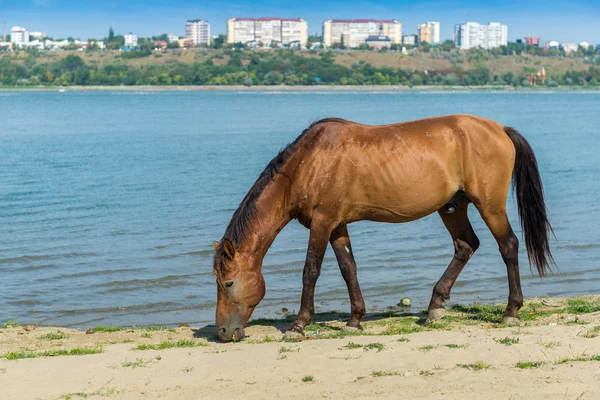Stallone selvatico che mangia erba su una riva del fiume — Foto Stock