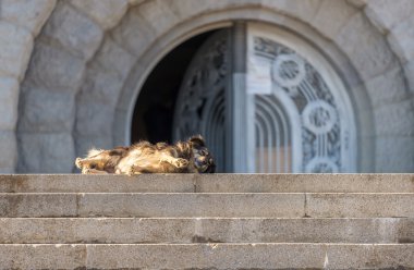 Sokak köpeği sıcak yaz zevk 