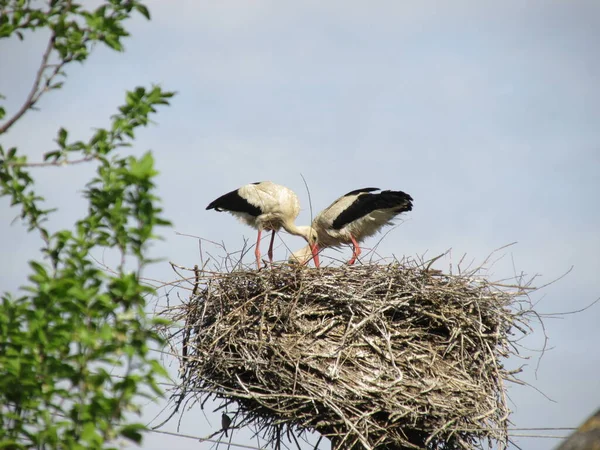 A pair of two lelek builds a nest