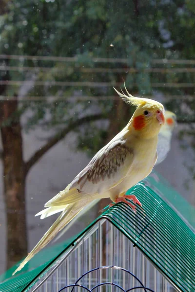 Żółta Papuga Siedzi Przy Oknie — Zdjęcie stockowe