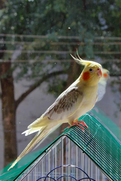 Pappagallo Giallo Seduto Vicino Alla Finestra — Foto Stock