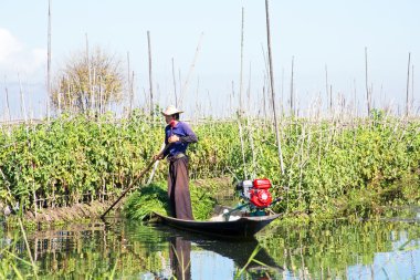 Inle, Myanmar-Kasım 23: tomat toplama Intha monorities insanlar