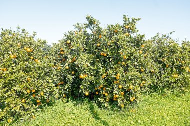 Kimden Portekiz kırsal kesimde portakal ağacı