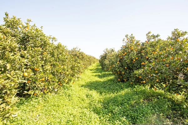 Huerto de naranjos en el campo de Portugal — Foto de Stock