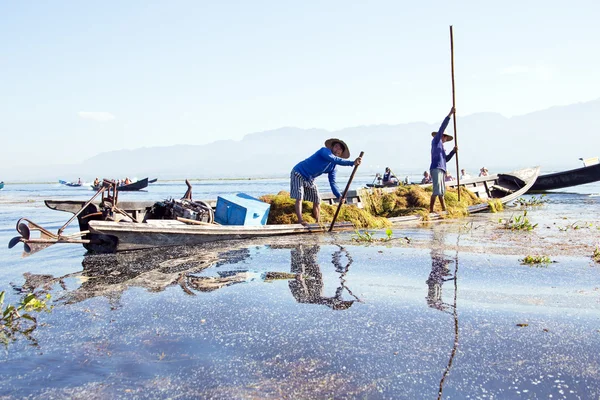 インレー湖で, ミャンマー - 2015 年 11 月 23 日: 地元の労働者を収集 — ストック写真