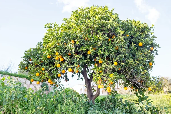 Orange tree in the countryside from Portugal — Stock Photo, Image