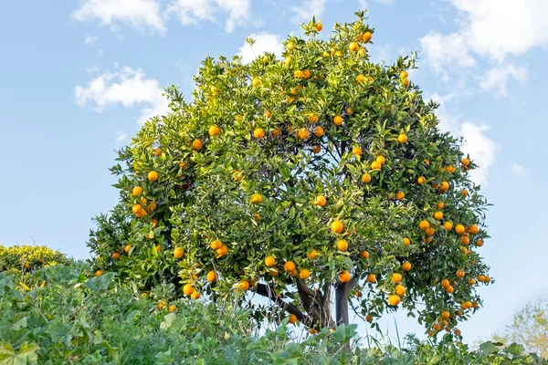 Naranjo en el campo de Portugal — Foto de Stock