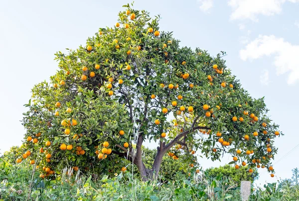 Orange Tree Countryside Portugal — Stock Photo, Image