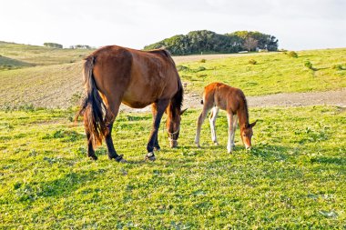Foal with a mare on a summer pasture clipart