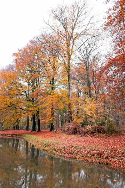 Fall in the forest in the Netherlands — Stock Photo, Image