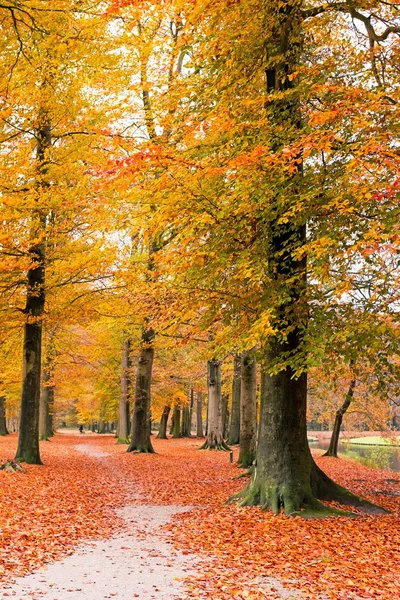 Hollanda 'daki ormana düşmek. — Stok fotoğraf