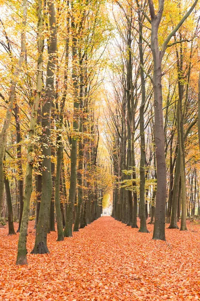 Caída en el bosque en los Países Bajos — Foto de Stock