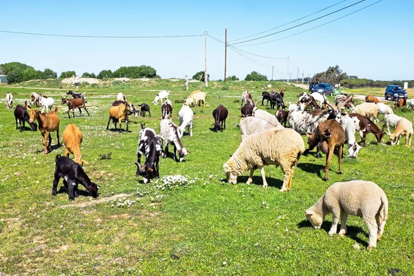 Ovejas y cabras en el campo de Portugal — Foto de Stock