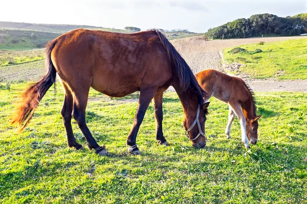 El potro con la yegua en el pasto veraniego — Foto de Stock