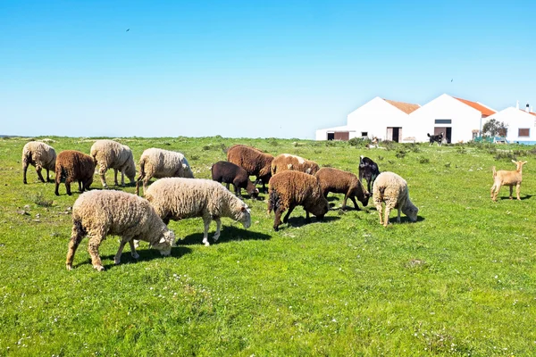 Ovelhas no campo de Portugal — Fotografia de Stock