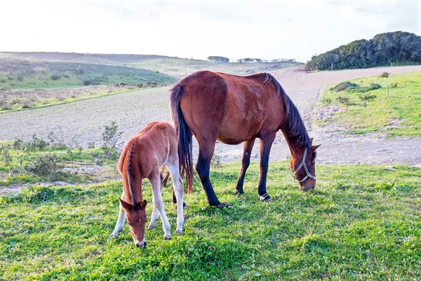 Poulain avec une jument dans un pâturage d'été — Photo