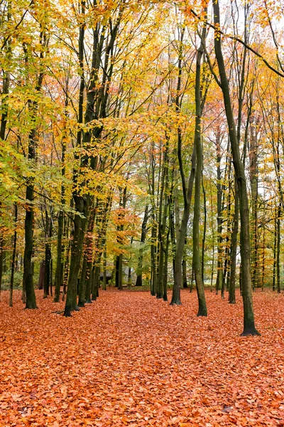 Fall in the forest in the Netherlands — Stock Photo, Image