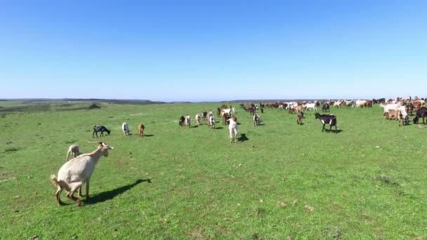 Cabras y ovejas en el campo de Portugal — Vídeos de Stock