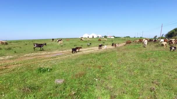 Caprinos e ovinos no campo de Portugal — Vídeo de Stock