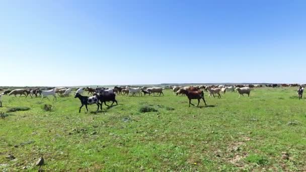 ポルトガルからの田園地帯で羊とヤギ — ストック動画