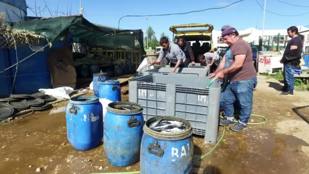 Pescadores limpiando pescado en el puerto de Lagos Portugal — Vídeos de Stock