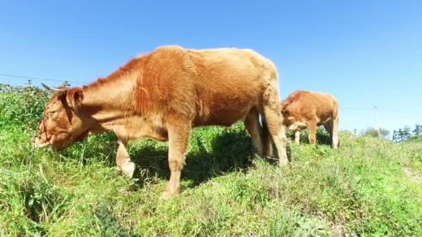 Vacas que pastan en el campo desde Portugal — Vídeo de stock