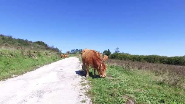 Krowy na pastwisku na wsi z Portugalii — Wideo stockowe