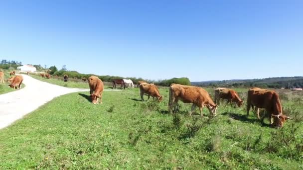 Krowy na pastwisku na wsi z Portugalii — Wideo stockowe