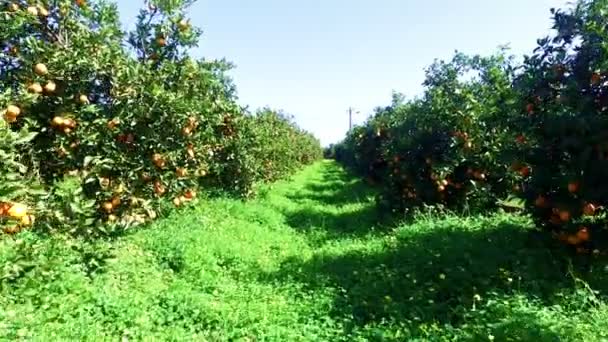 Huerto de naranjos en el campo de Portugal — Vídeo de stock