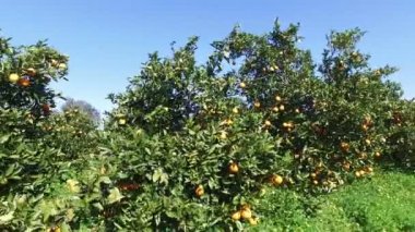 Turuncu meyve bahçesinde Portekiz kırsal