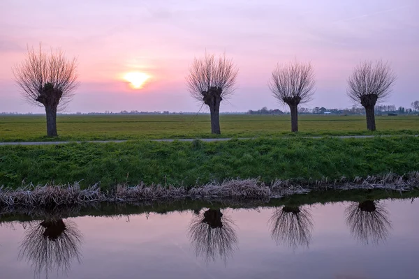 Bijgesneden wilgen in een typisch Nederlands landschap bij zonsondergang in Ne — Stockfoto