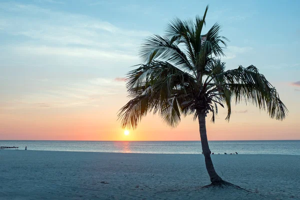 Dłoń w Palm Beach w Aruba na zachód słońca na Karaibach — Zdjęcie stockowe