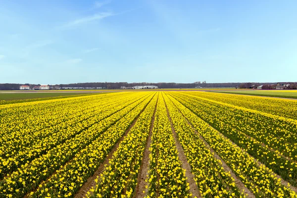 Gul blomma fältet blommande i Nederländerna — Stockfoto