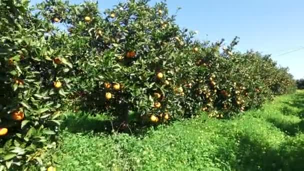 Oranje boomgaard op het platteland van Portugal — Stockvideo
