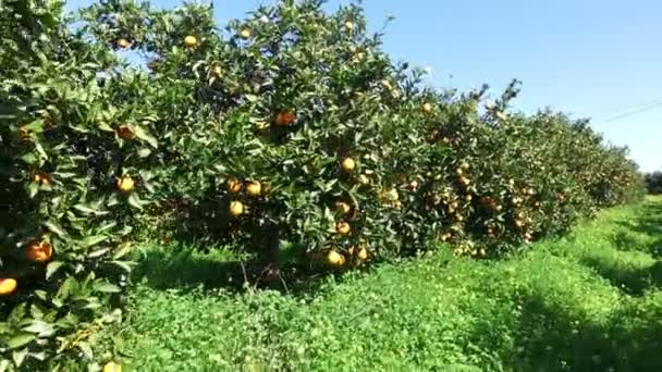 Verger d'orangers à la campagne du Portugal — Video