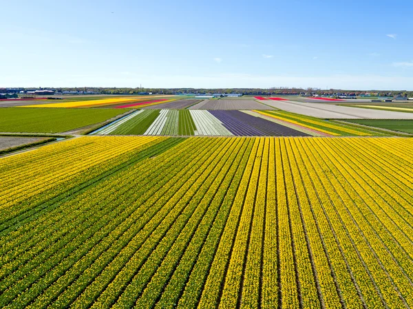 Aerial de campos de tulipas florescentes no campo a partir do — Fotografia de Stock