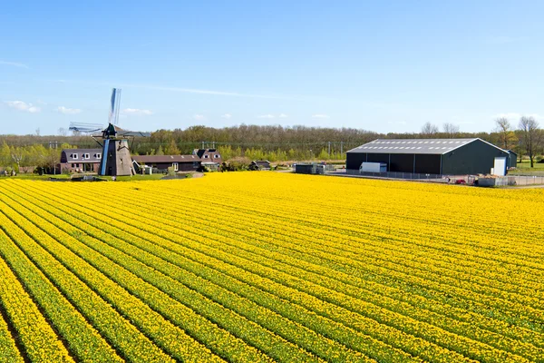 Tradiční větrný mlýn s kvetoucí Tulipán pole ve spodinách — Stock fotografie