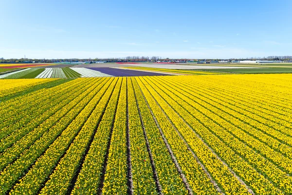 Flyg från blommande tulpan fält på landsbygden från den — Stockfoto