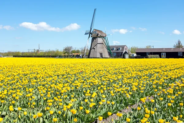 Traditional windmill with blossoming tulips in a dutch landscape — Stock Photo, Image