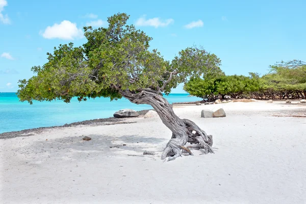 Divi divi stromy na ostrově Aruba v Karibském moři — Stock fotografie