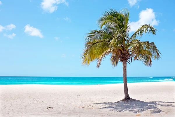 Palma sulla spiaggia di Palm Beach sull'isola di Aruba negli Cari — Foto Stock