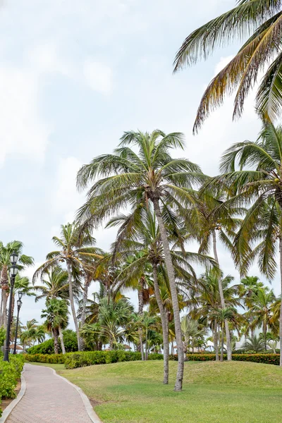 Palmiers sur l'île d'Aruba dans les Caraïbes — Photo