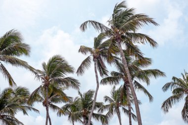 Aruba Island rüzgarda sallayarak palmiye ağaçları 