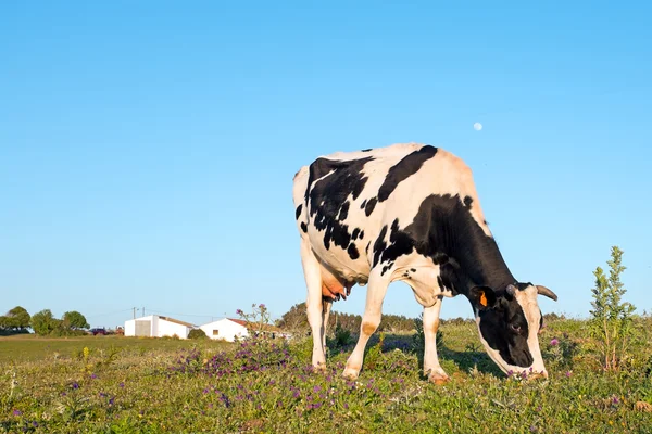 Junge Kuh weidet auf einer Weide in Portugal — Stockfoto